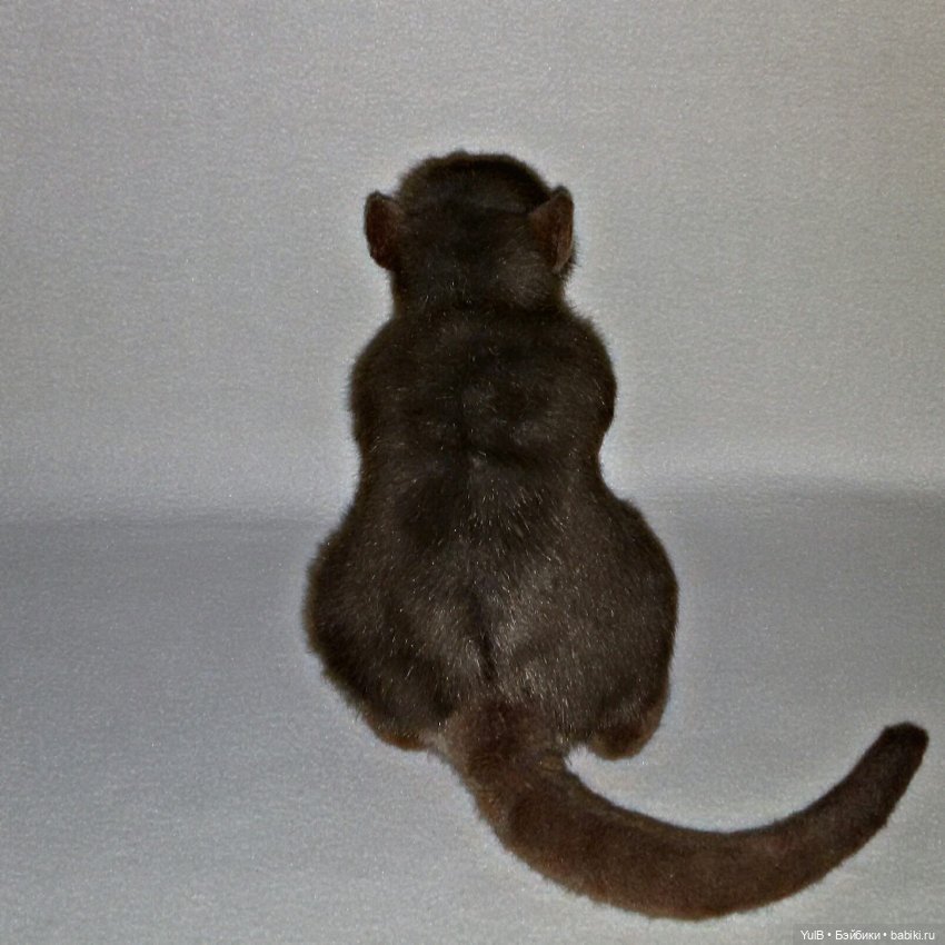 ...Любимый Крыс — Интересные игрушки и фигурки (разное): редкие (фото 4)