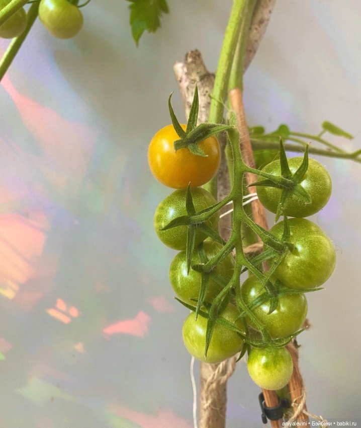 Софи в помидорах — Фотоистории с куклами BJD (БЖД): сериалы (фото 4)