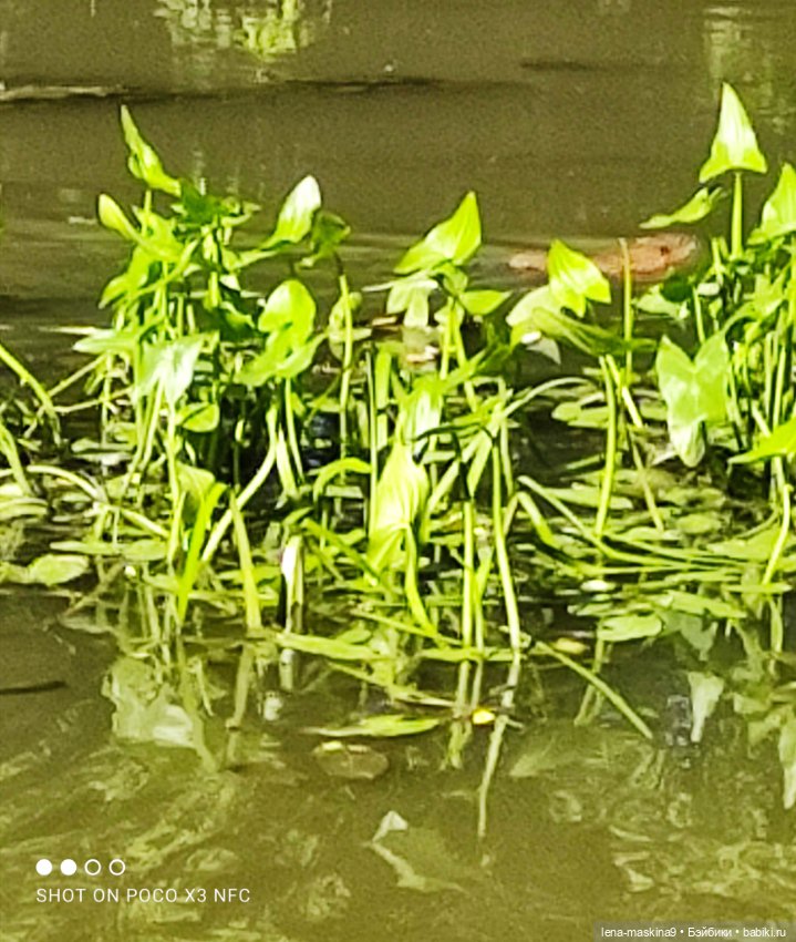 Куколки Келли, парк, природа (фото 7)