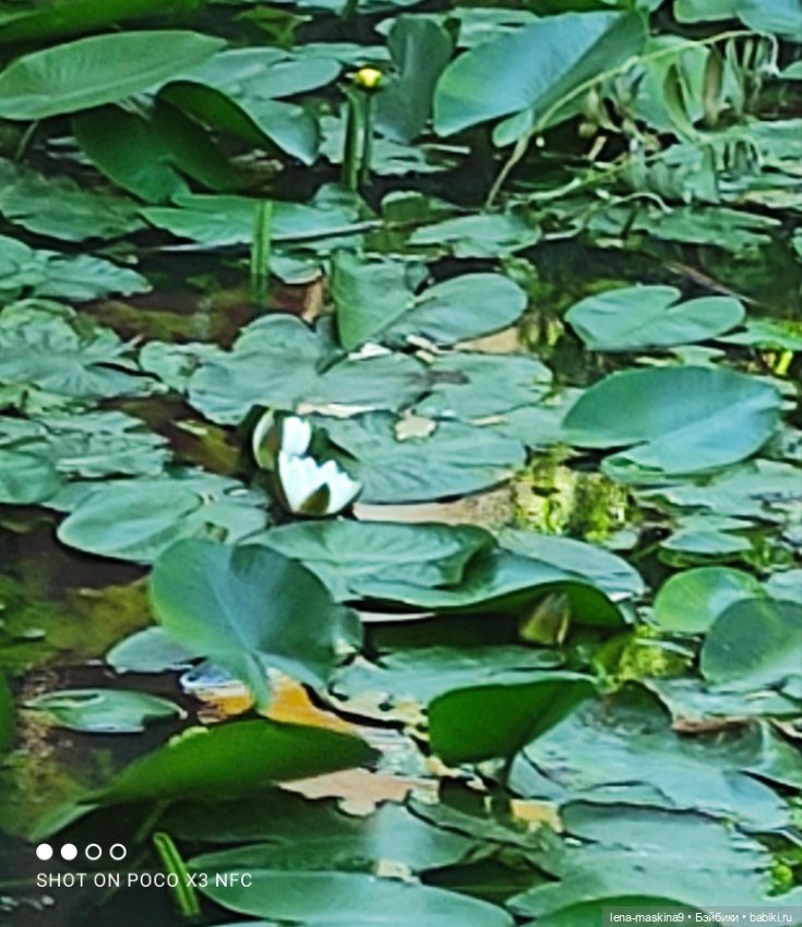 Куколки Келли, парк, природа