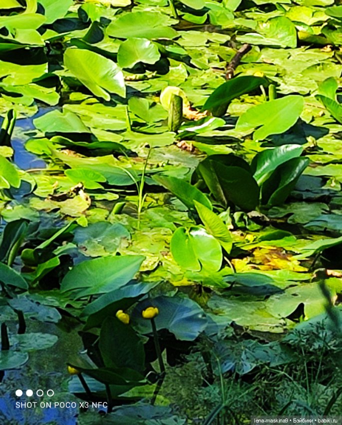 Куколки Келли, парк, природа