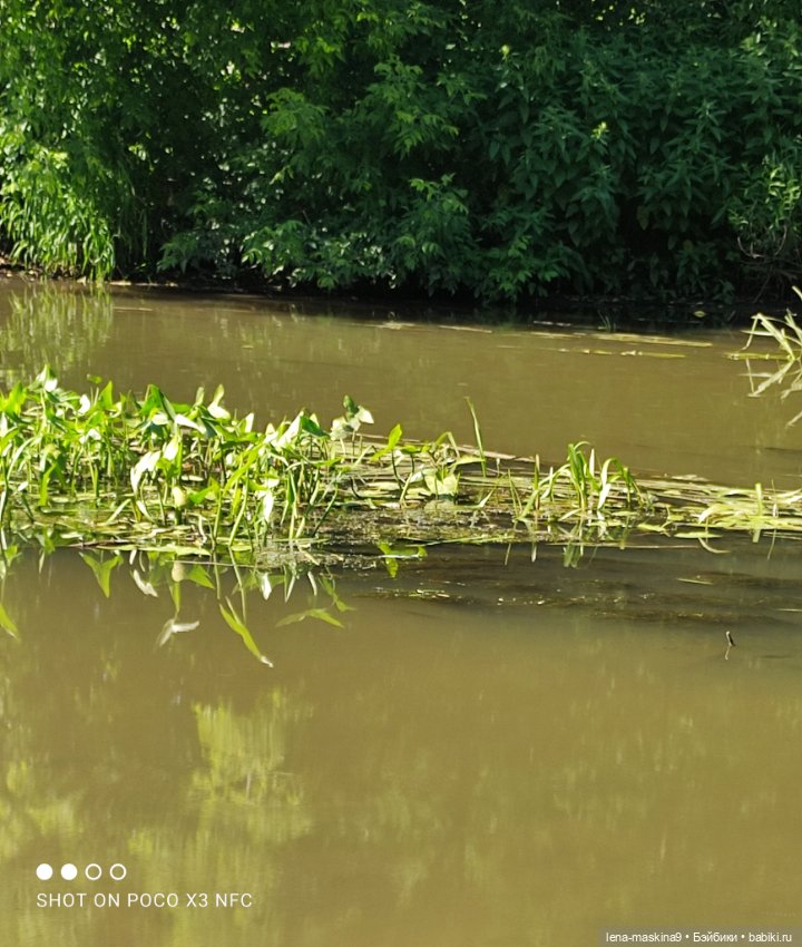 Куколки Келли, парк, природа