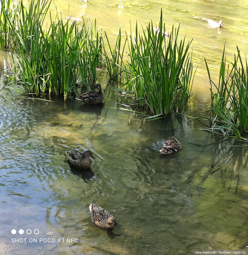 Куколки Келли, парк, природа