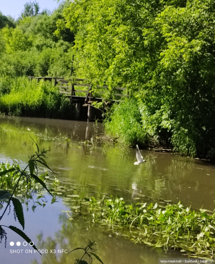 Куколки Келли, парк, природа