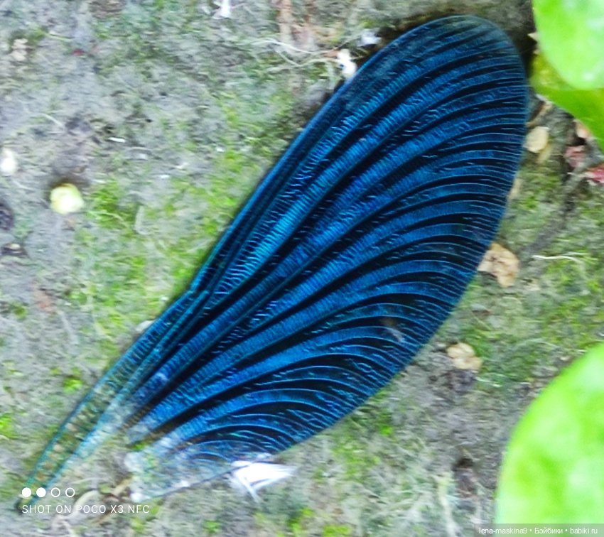 Куколки Келли, парк, природа (фото 10)