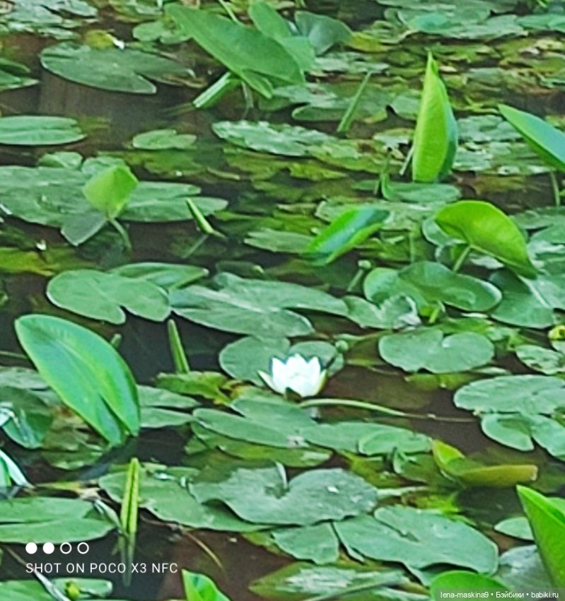 Куколки Келли, парк, природа