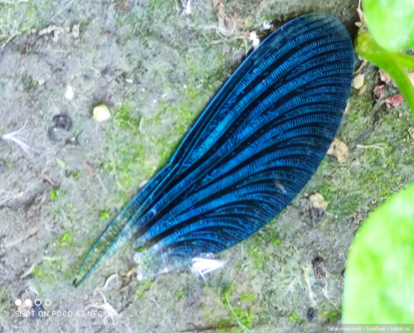 Куколки Келли, парк, природа