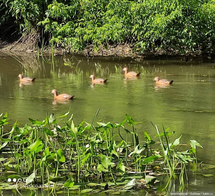 Куколки Келли, парк, природа