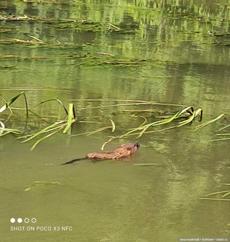 Куколки Келли, парк, природа