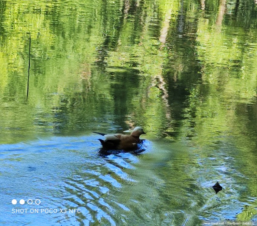 Куколки Келли, парк, природа