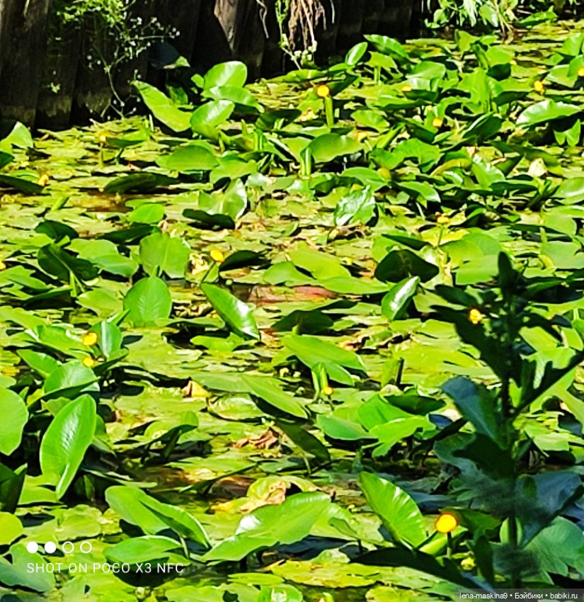 Куколки Келли, парк, природа