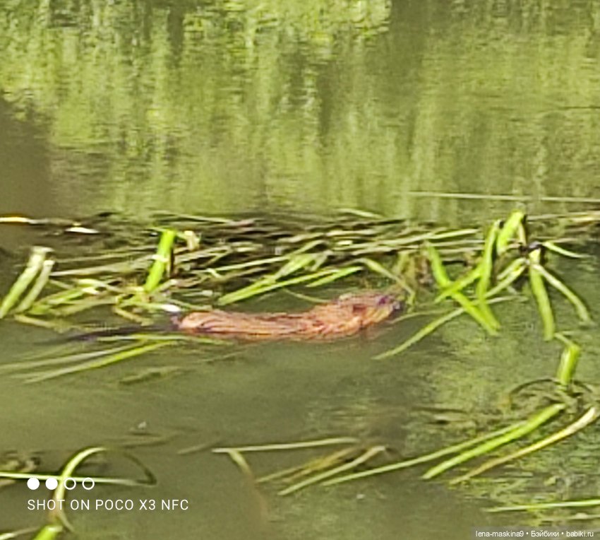 Куколки Келли, парк, природа