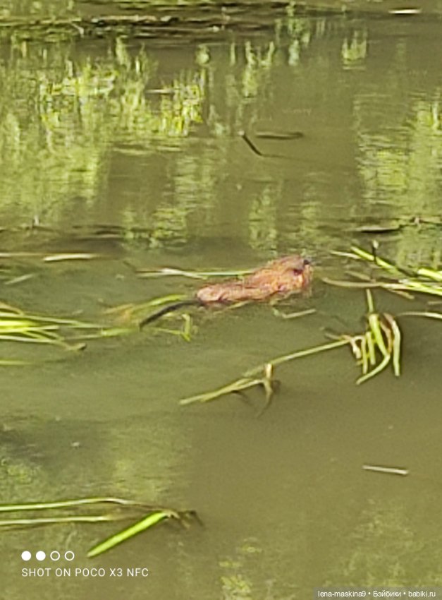 Куколки Келли, парк, природа