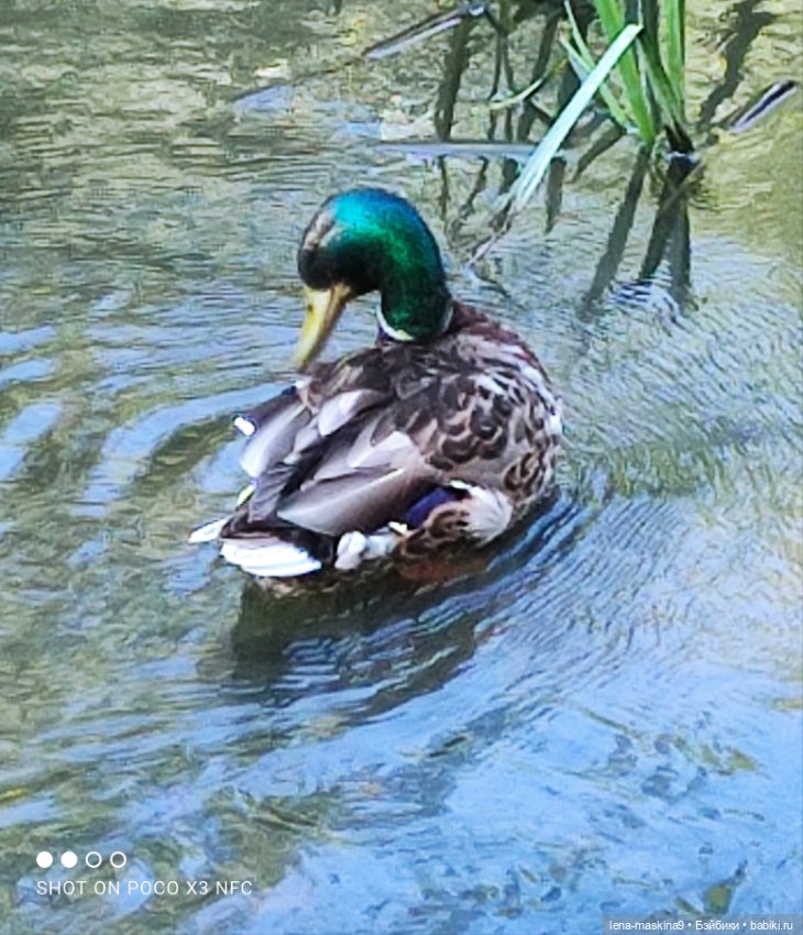 Куколки Келли, парк, природа