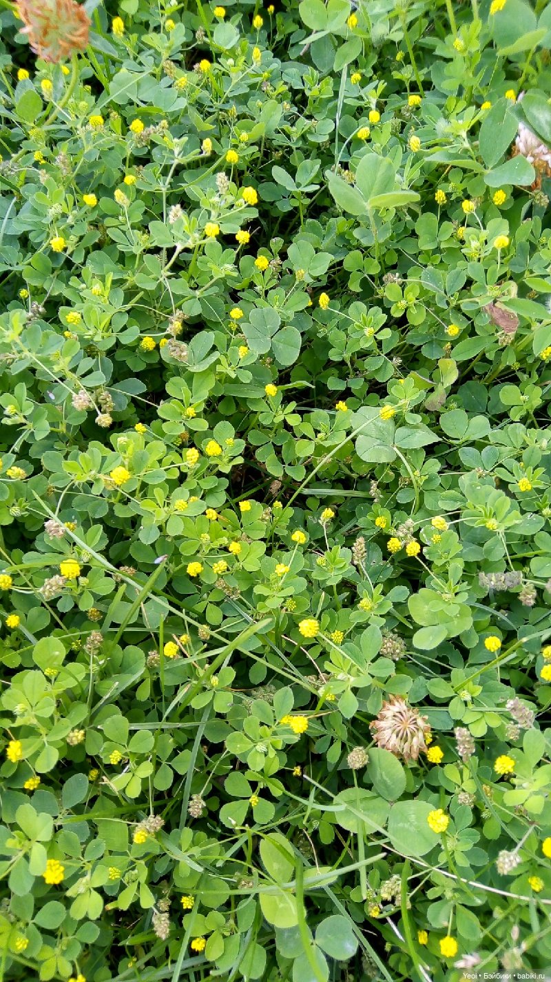 Пара пупсов и полевые цветы