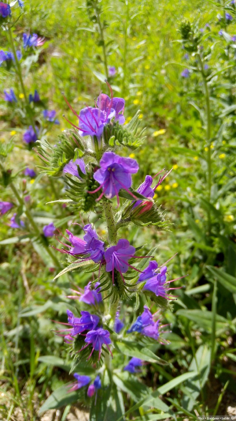 Пара пупсов и полевые цветы