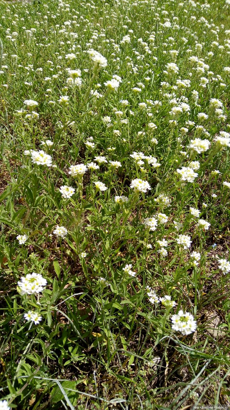 Пара пупсов и полевые цветы (фото 3)
