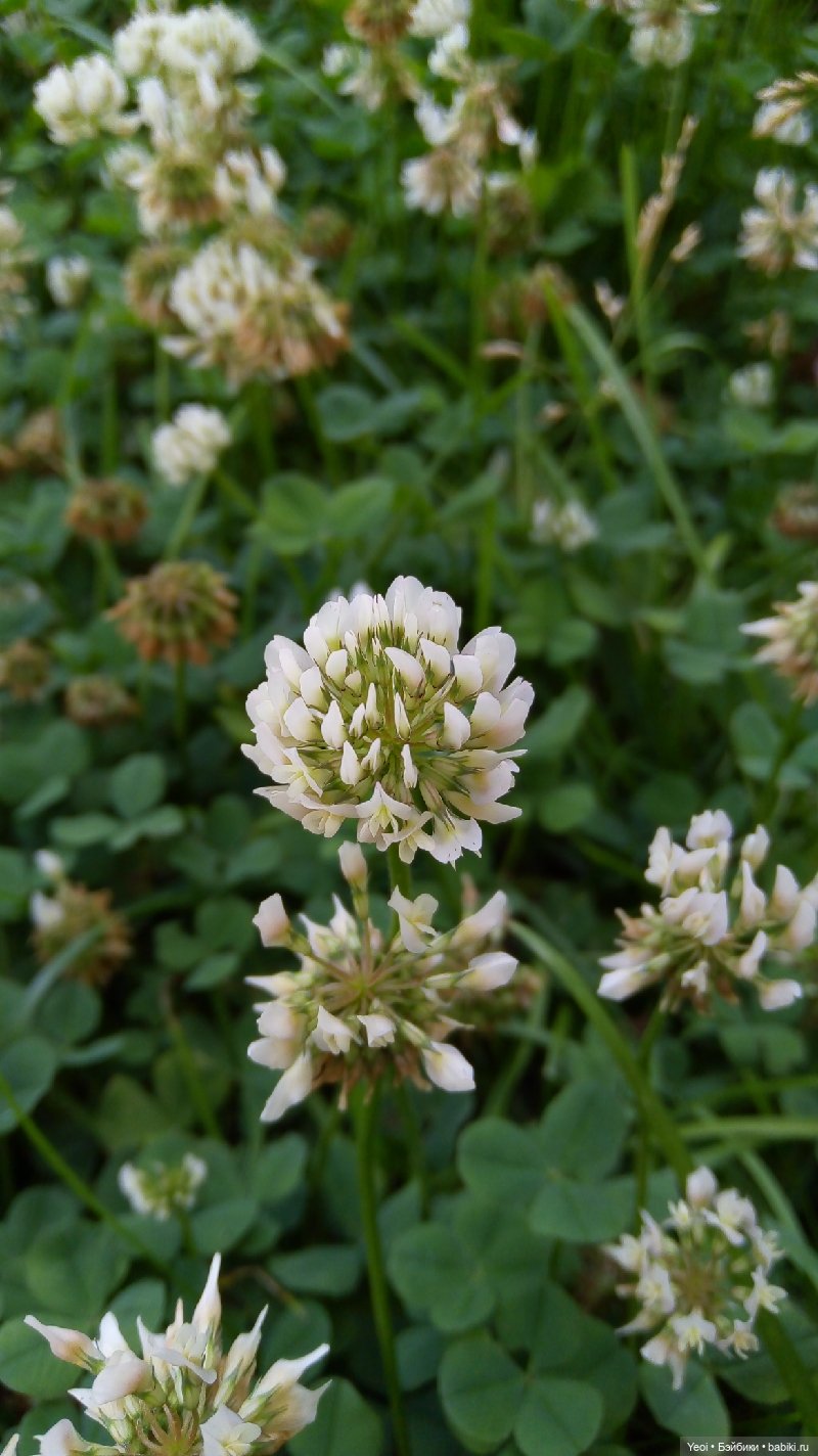 Пара пупсов и полевые цветы (фото 8)