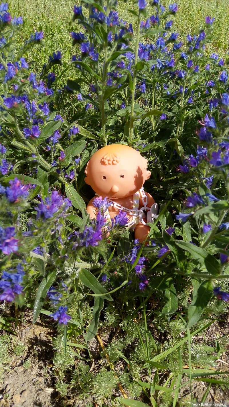 Пара пупсов и полевые цветы