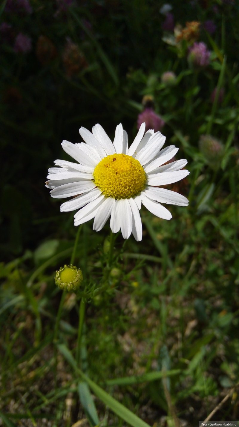 Пара пупсов и полевые цветы