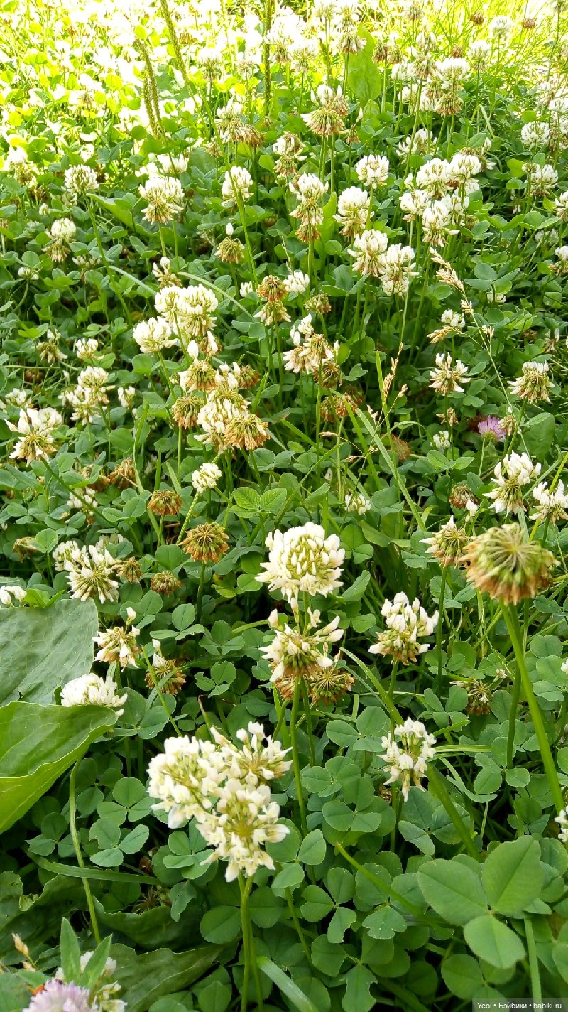 Пара пупсов и полевые цветы (фото 9)