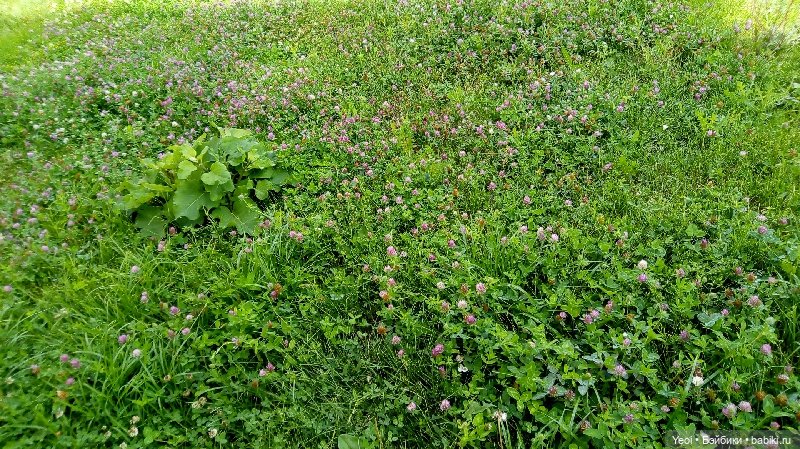 Пара пупсов и полевые цветы (фото 6)