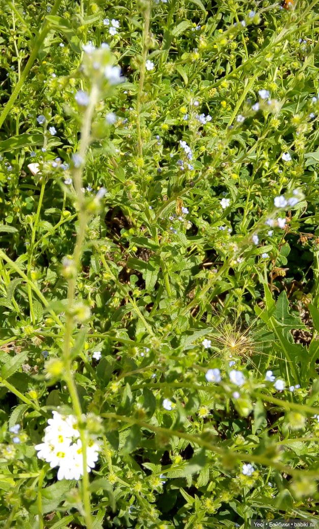 Пара пупсов и полевые цветы