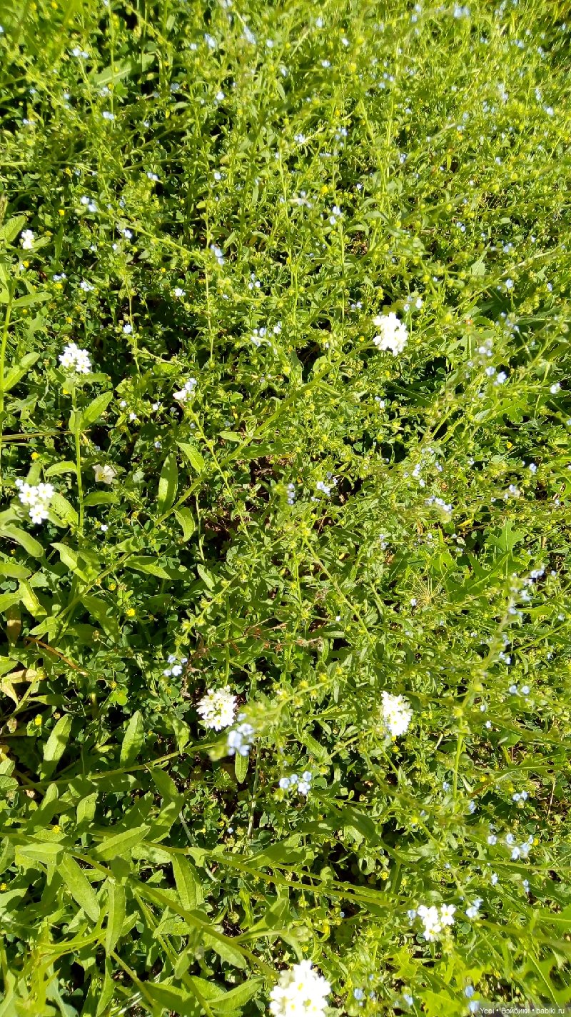 Пара пупсов и полевые цветы (фото 4)