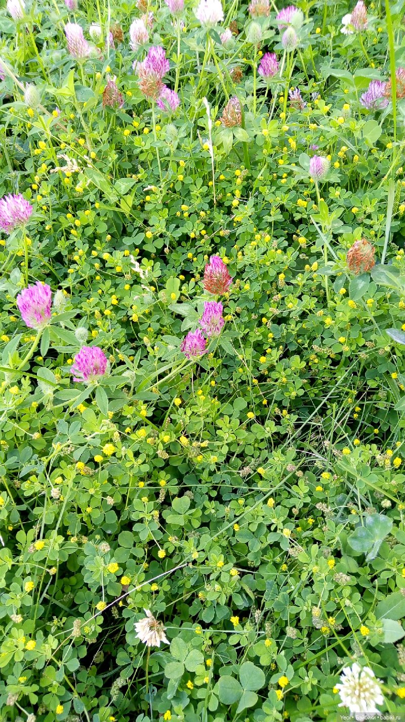 Пара пупсов и полевые цветы