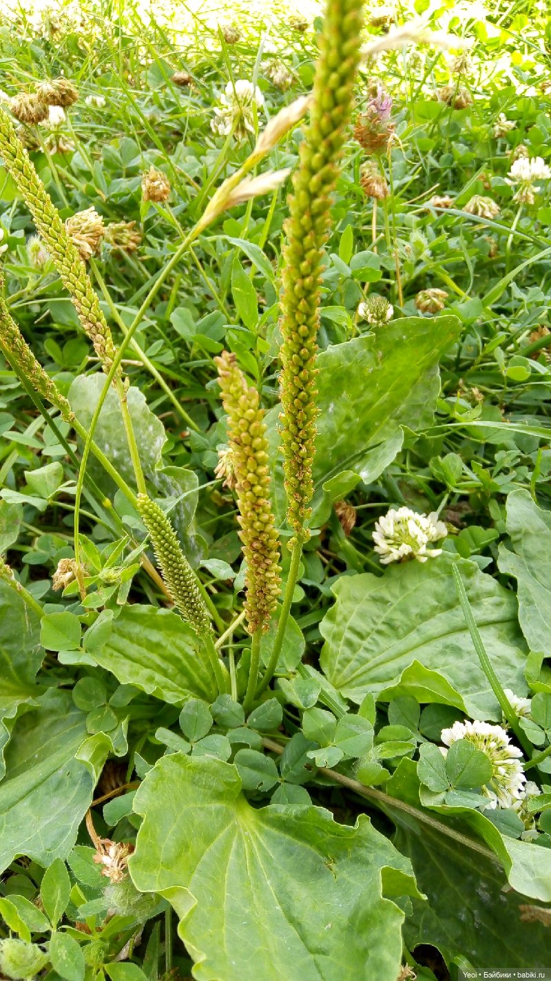 Пара пупсов и полевые цветы