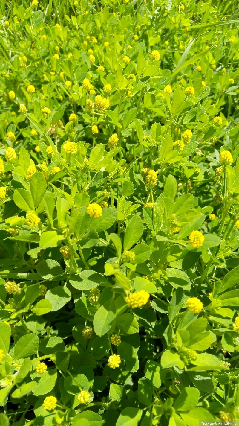 Пара пупсов и полевые цветы