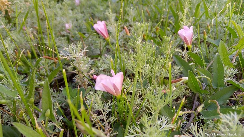 Пара пупсов и полевые цветы