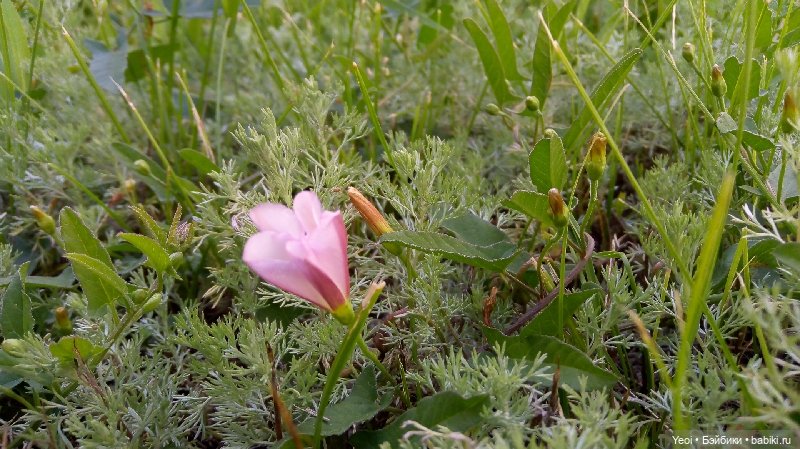 Пара пупсов и полевые цветы
