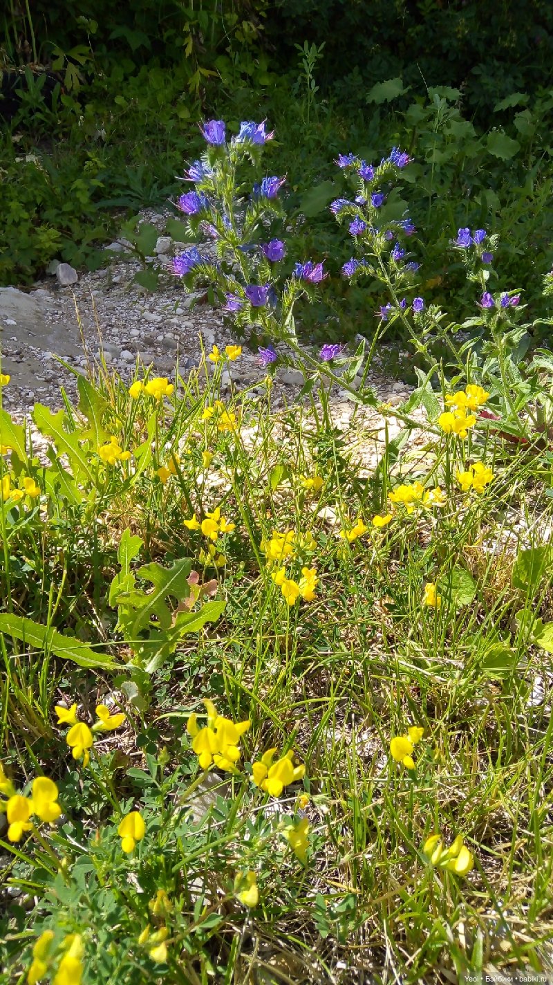 Пара пупсов и полевые цветы