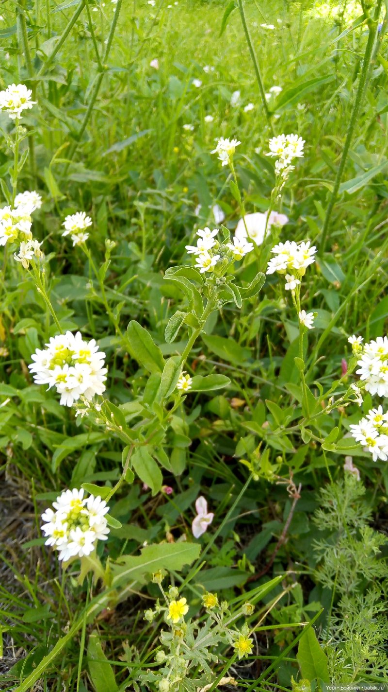 Пара пупсов и полевые цветы