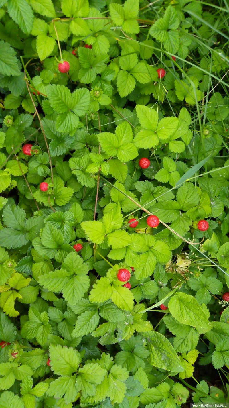 Пара пупсов и полевые цветы