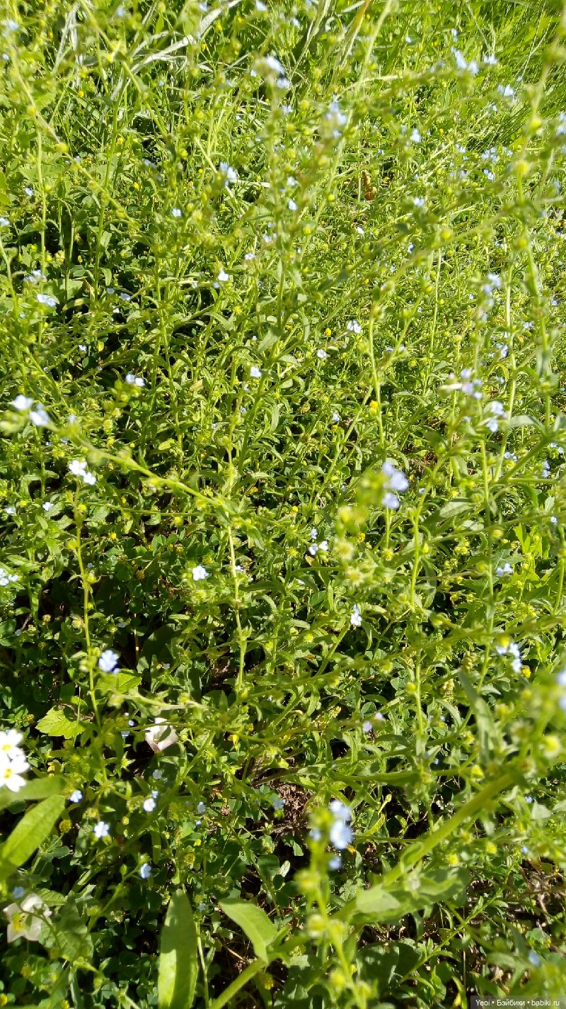 Пара пупсов и полевые цветы