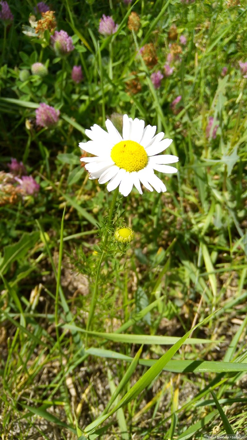 Пара пупсов и полевые цветы