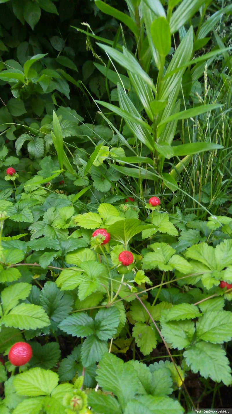 Пара пупсов и полевые цветы
