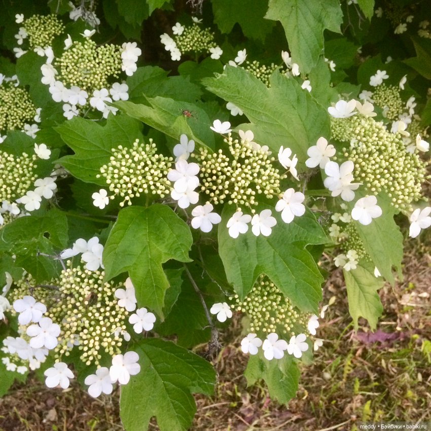 Путешествие к Онежскому Озеру...с Mamachapp Юй