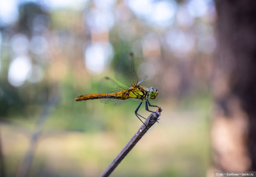 Моя дама эпохи - Аринка — Куклы «Дамы эпохи» (DeAgostini): героини книг