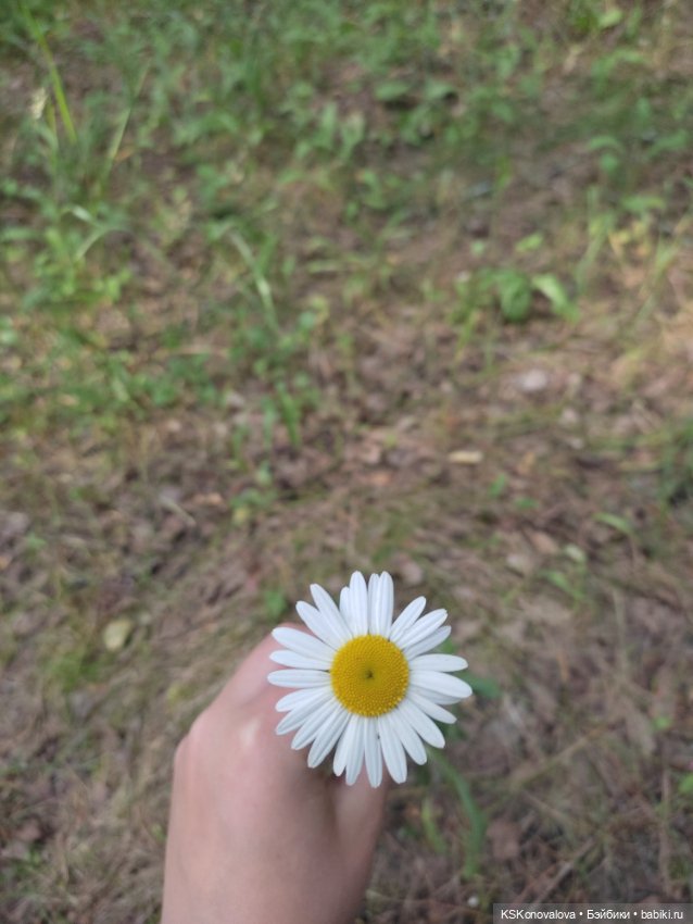 Семейно-ромашковый флэшмоб (фото 6)