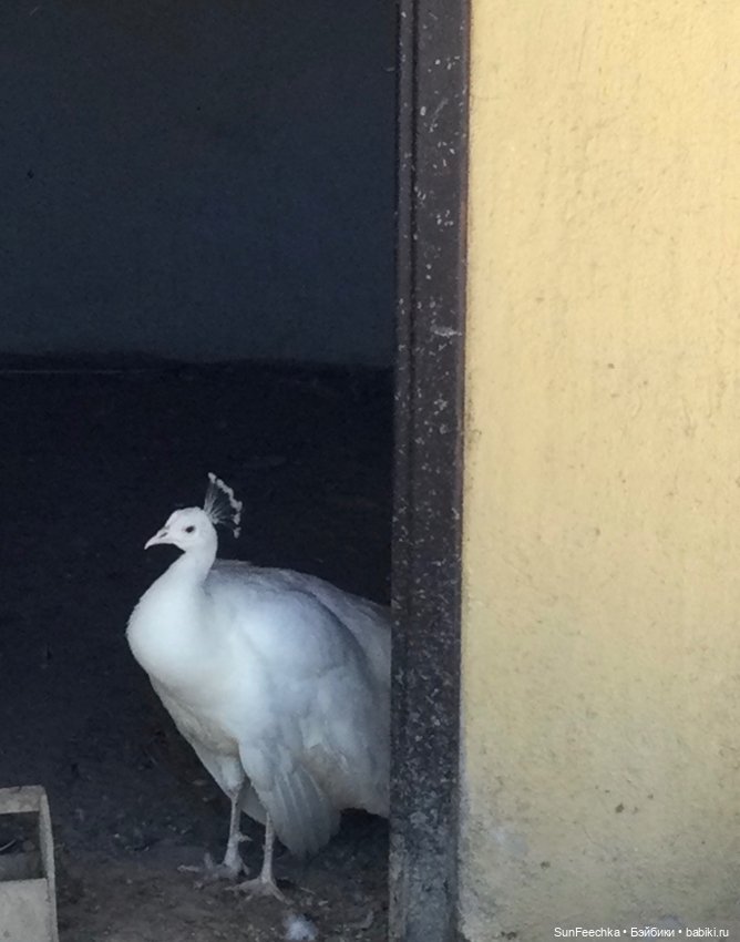 Просто фото для вдохновения (фото 4)