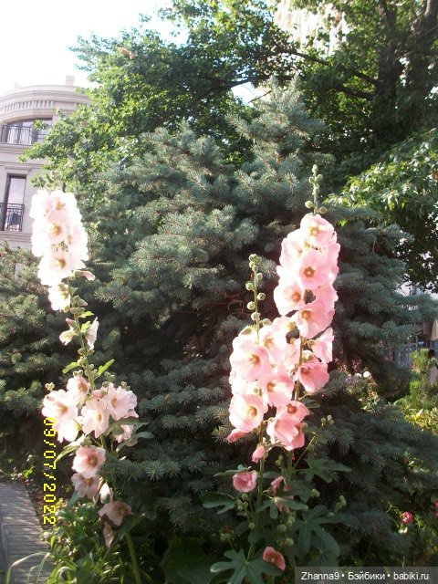 Прогулка с Лисой Патрикеевной по Москве