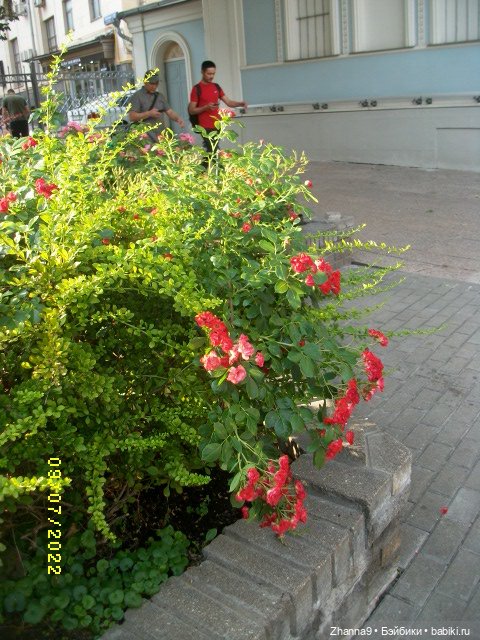 Прогулка с Лисой Патрикеевной по Москве