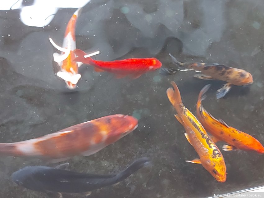 Fashion Dolls 398 — Туризм и путешествия: фотоотчеты из поездок