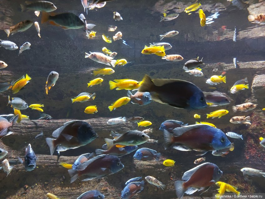 Fashion Dolls 398 — Туризм и путешествия: фотоотчеты из поездок