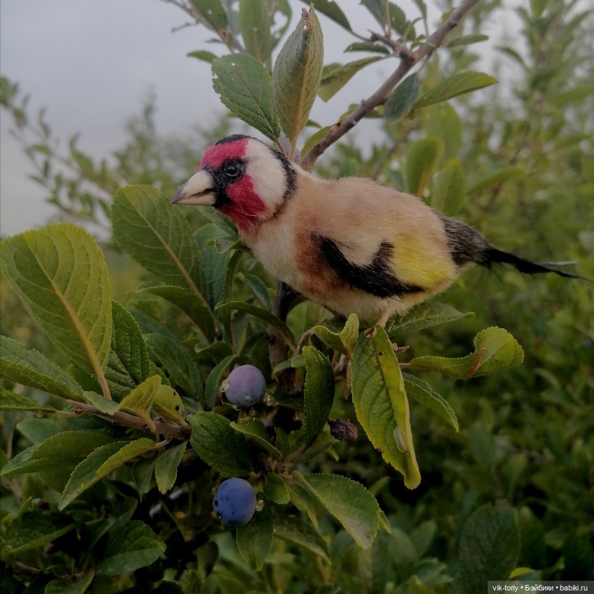 Щегол — Игрушки в смешанной технике (мех и глина): Арт (фото 8)