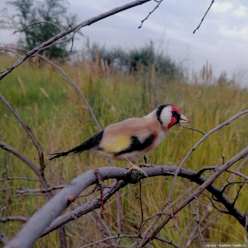 Щегол — Игрушки в смешанной технике (мех и глина): Арт (фото 10)