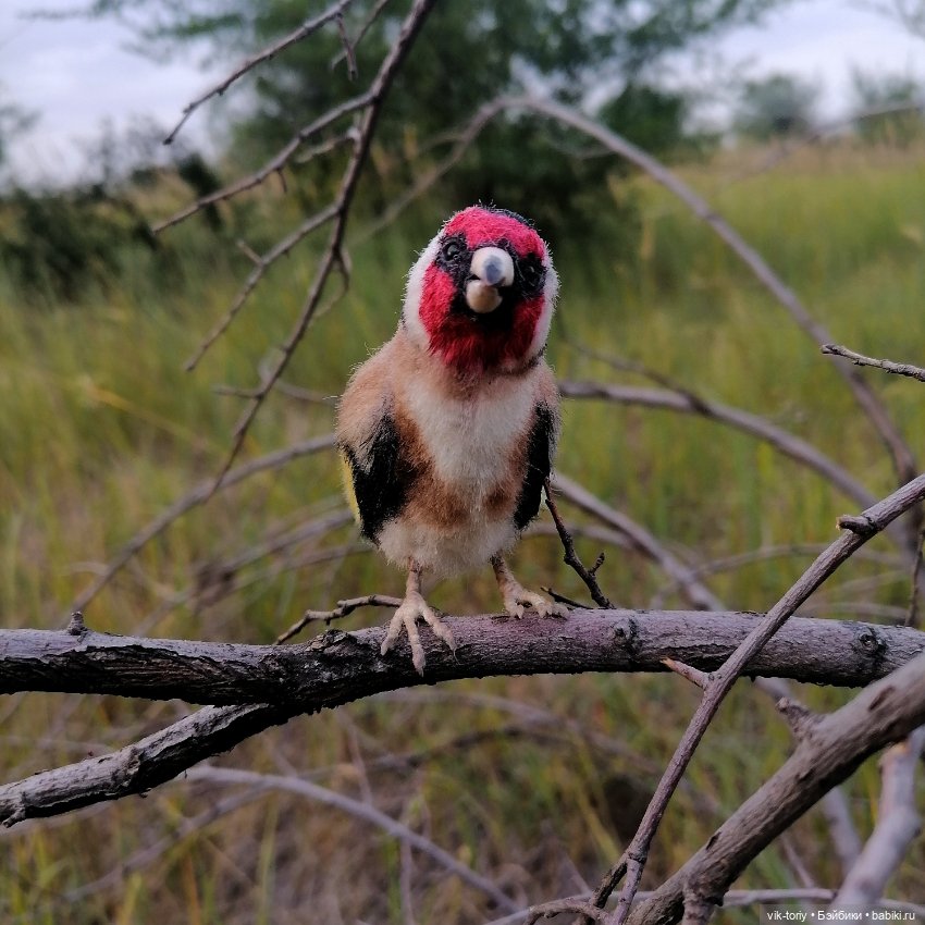 Щегол — Игрушки в смешанной технике (мех и глина): Арт (фото 9)